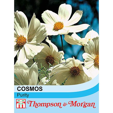 Cosmos Purity
