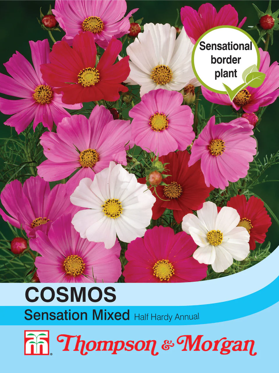 Cosmos Sensation Mix