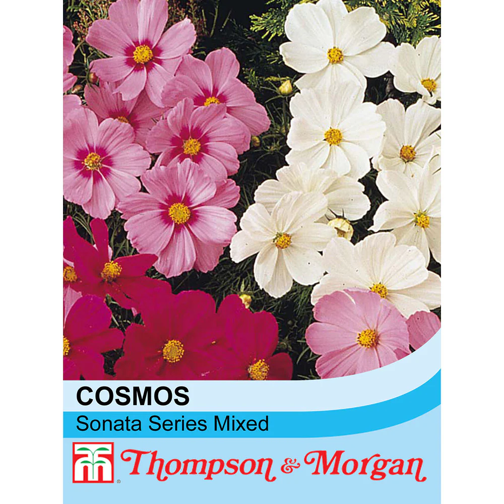 Cosmos 'Sonata Series Mixed'