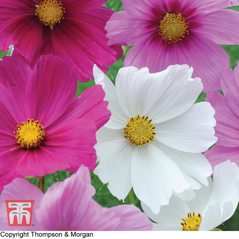 Cosmos 'Sonata Series Mixed' - Image 2