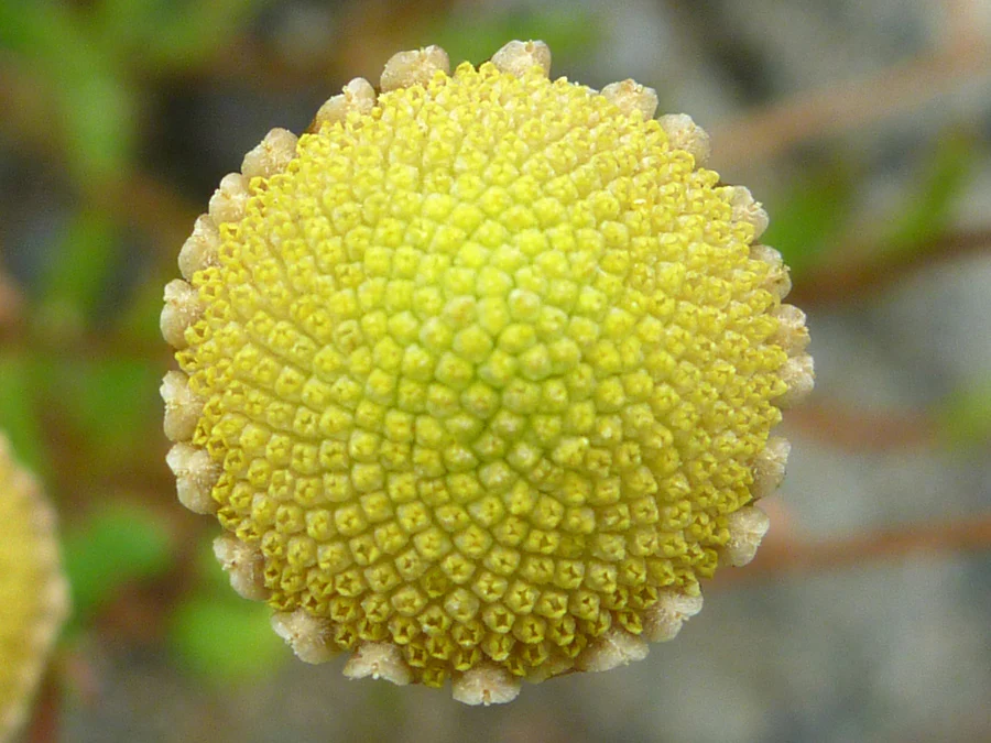 Cotula coronopifolia | Water Buttons P9 - Image 2