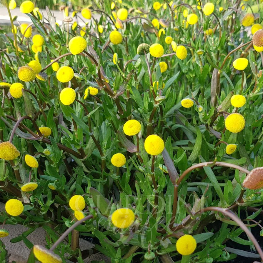 Cotula coronopifolia | Water Buttons P9 - Image 3