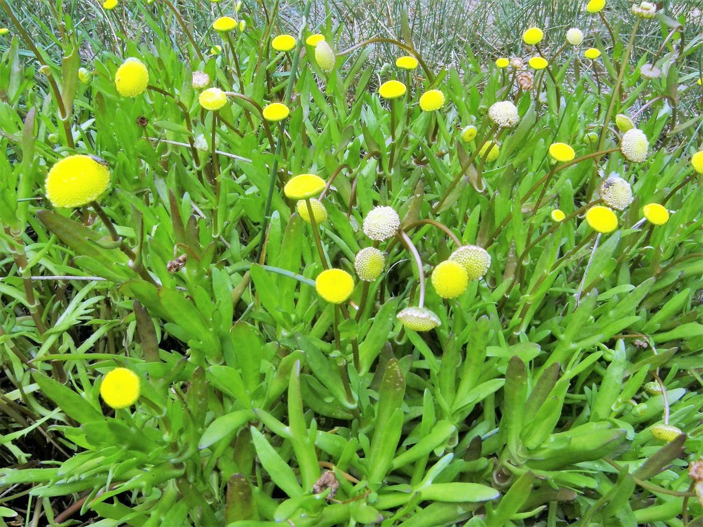 Cotula coronopifolia | Water Buttons P9 - Image 4