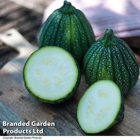 Courgette 'Boldenice' F1 Hybrid - Image 2