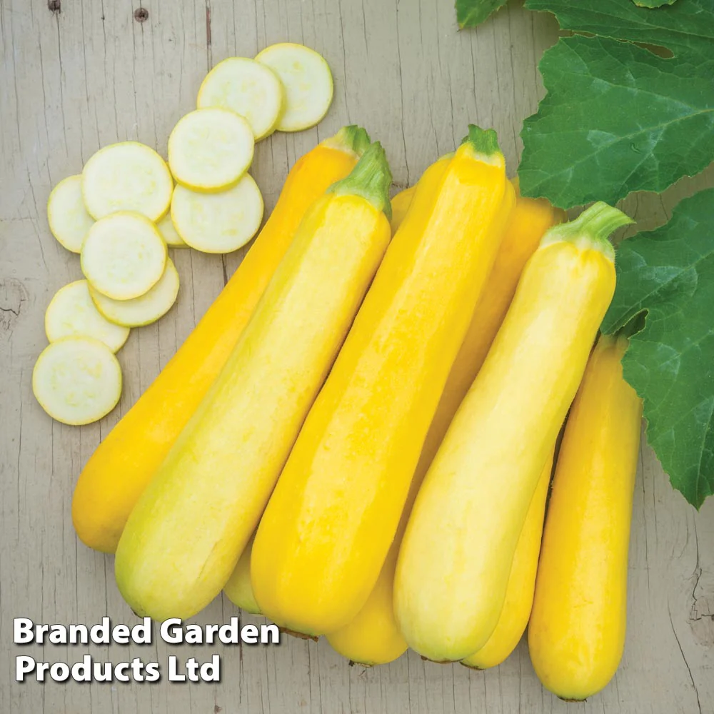 Courgette Cucurbita pepo Butterstick F1