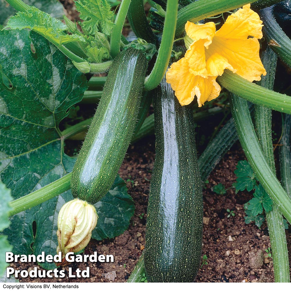 Courgette 'Defender' F1 Hybrid - Image 2