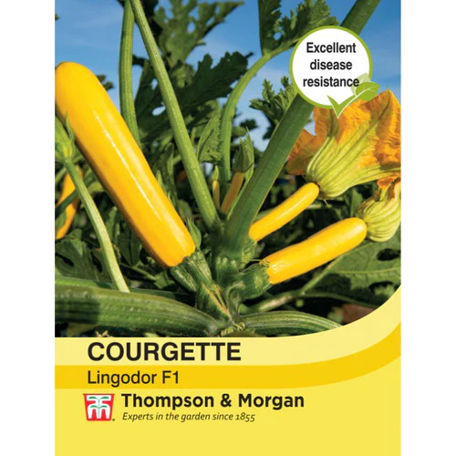 Courgette 'Lingodor' F1 Hybrid