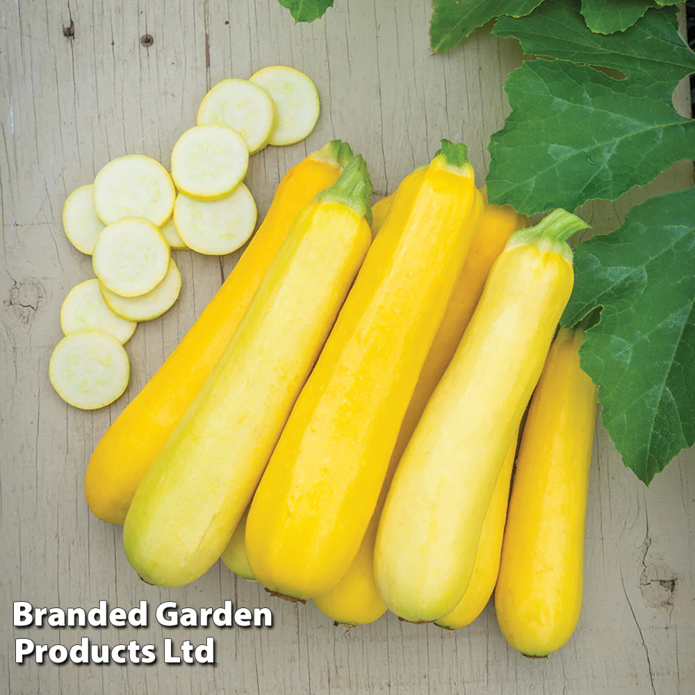 Courgette 'Lingodor' F1 Hybrid - Image 3