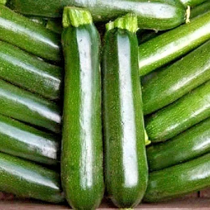 Courgette Zucchini - Image 2