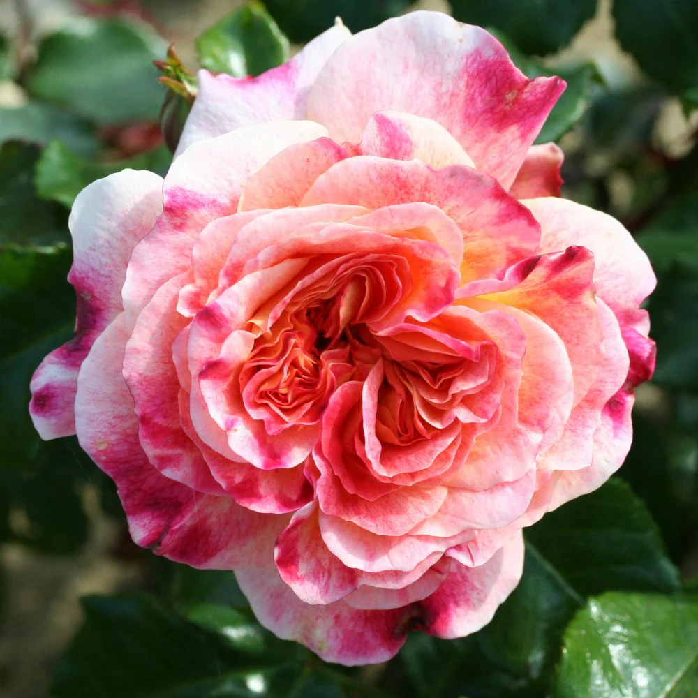 Rosa Designer Sunset Patio Rose 3.5 Litre