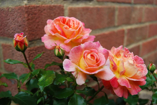 Rosa Designer Sunset Patio Rose 3.5 Litre - Image 2