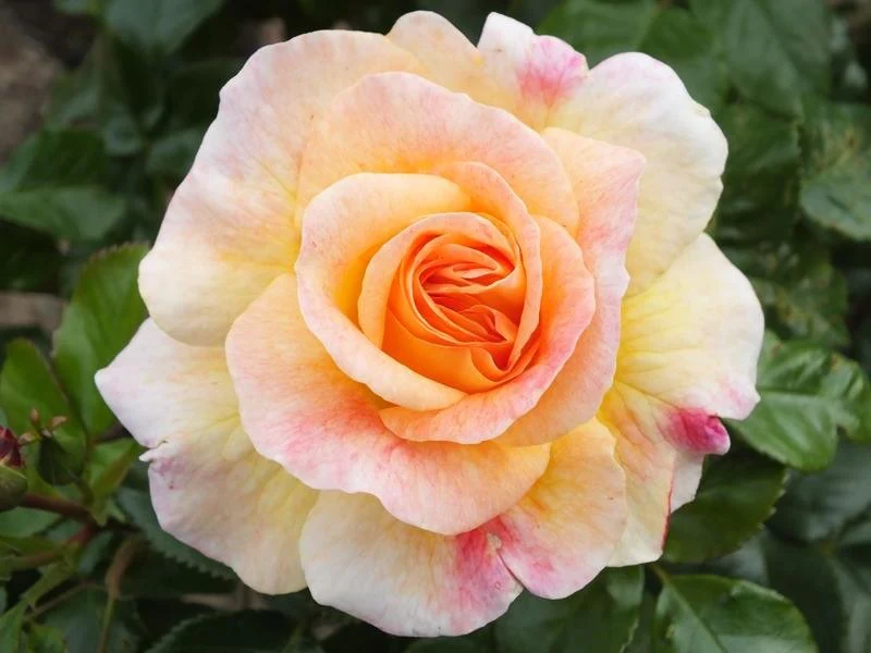 Rosa Designer Sunset Patio Rose 3.5 Litre - Image 3