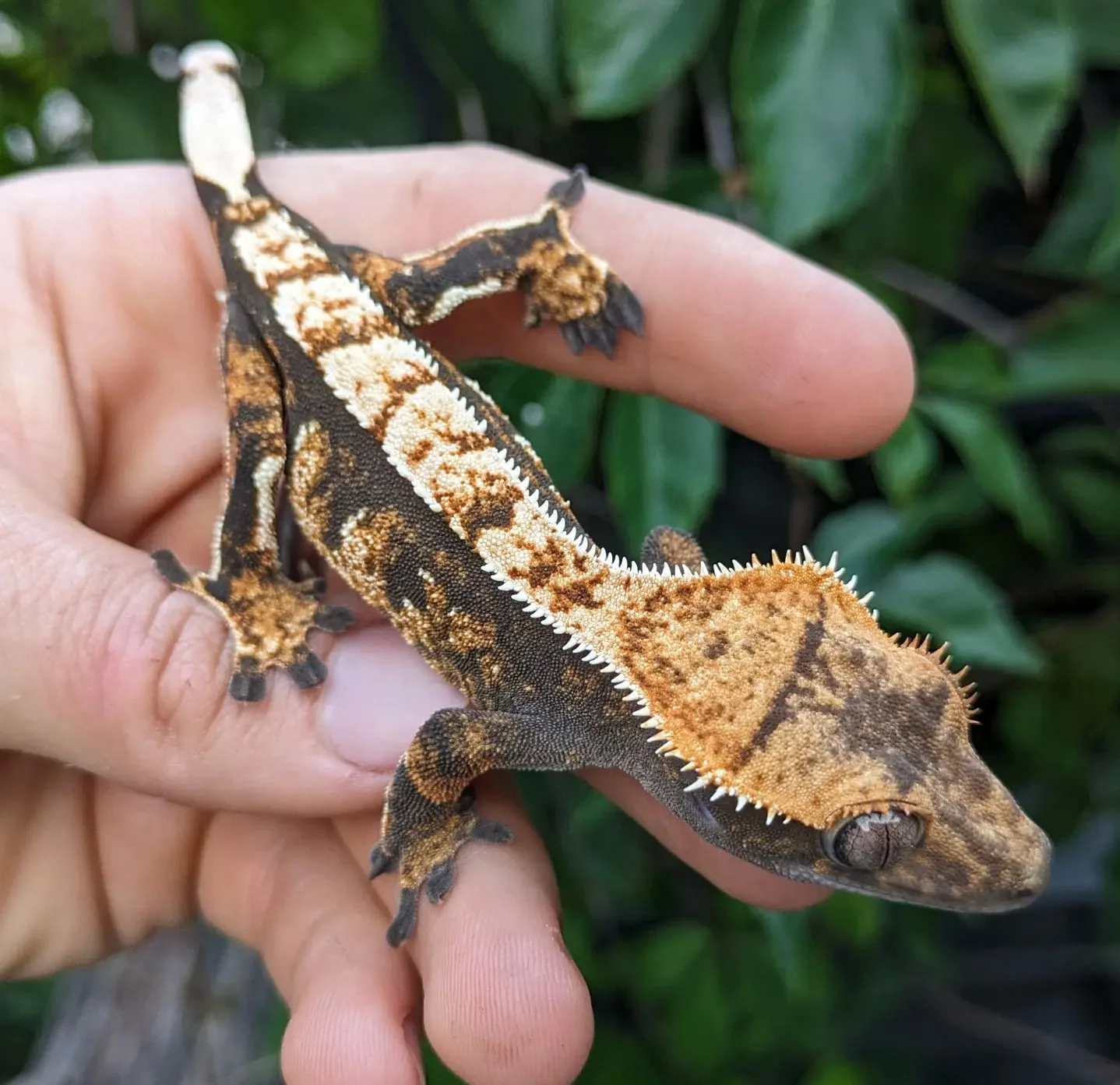 Crested Gecko Female High Grade - Image 2
