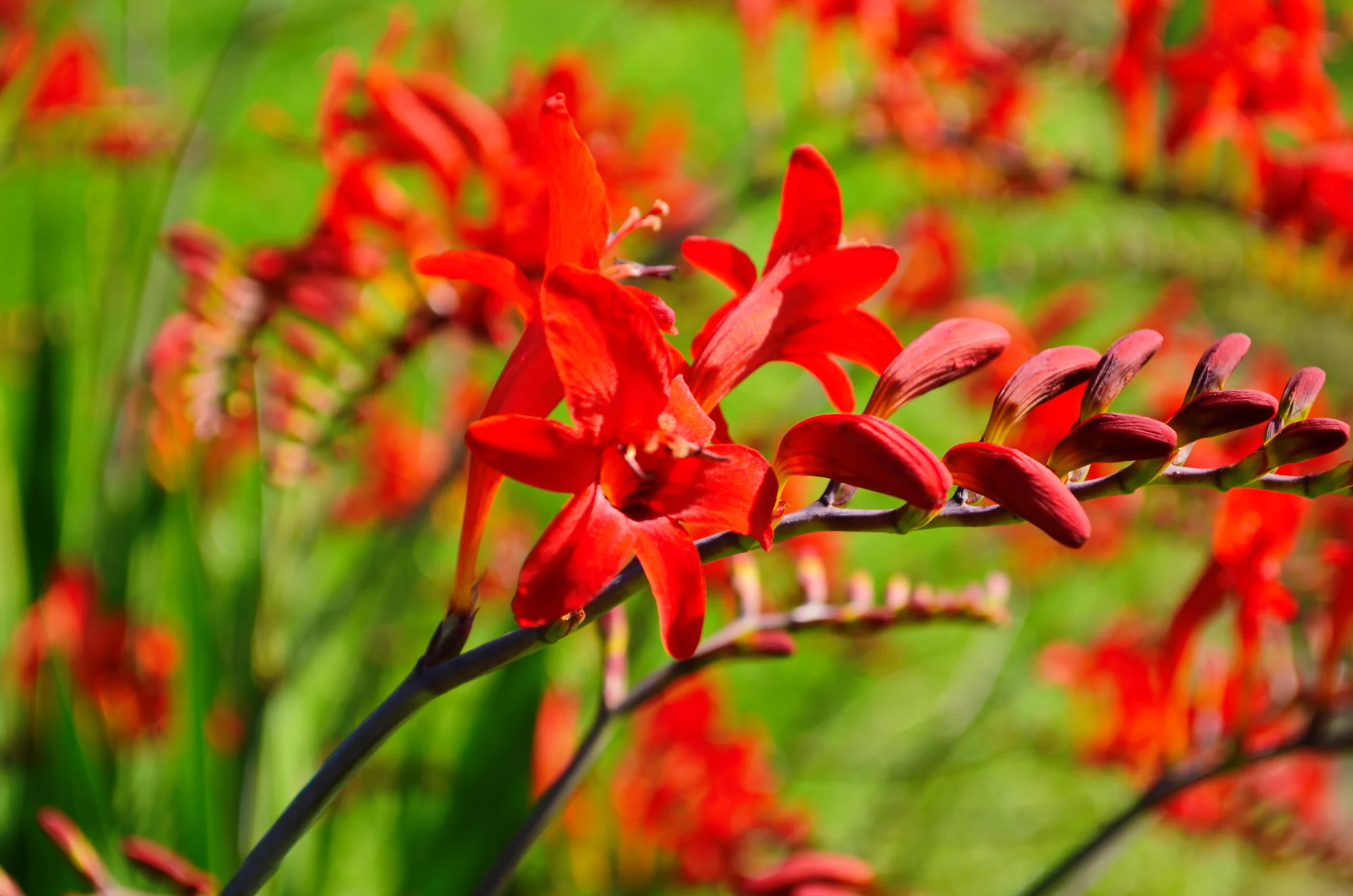 Crocosmia 'Emberglow' - Image 2