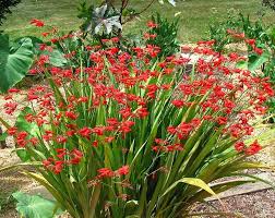 Crocosmia 'Emberglow' - Image 3