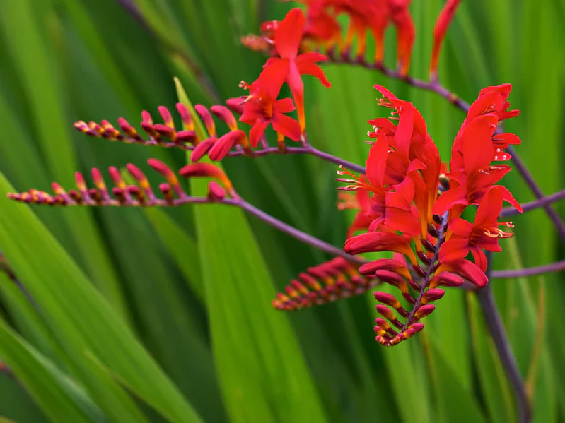 Crocosmia Lucifer 2 Litre