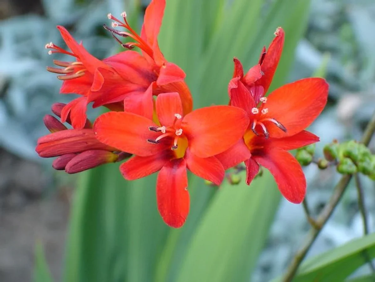 Crocosmia Lucifer 2 Litre - Image 2