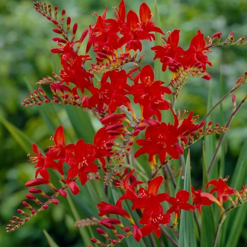 Crocosmia Lucifer - 20 Bulbs Pack