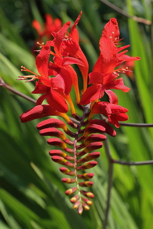 Crocosmia Lucifer 2 Litre - Image 3