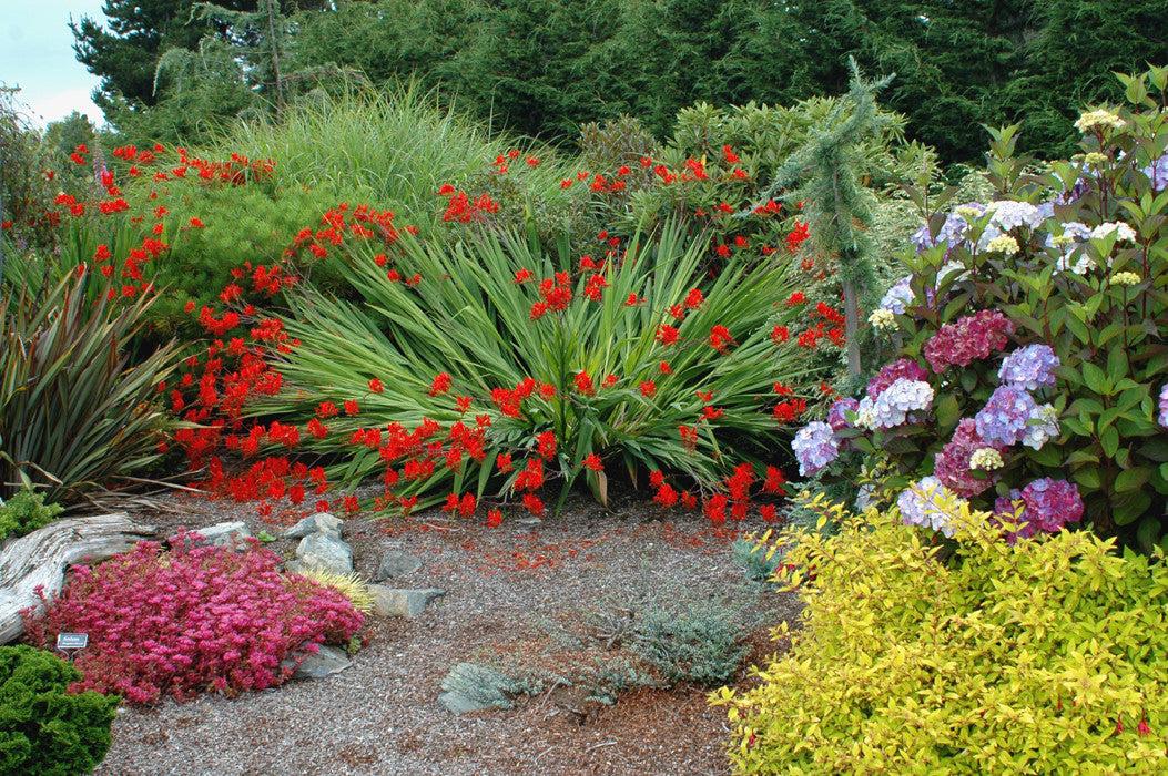 Crocosmia Lucifer 2 Litre - Image 4