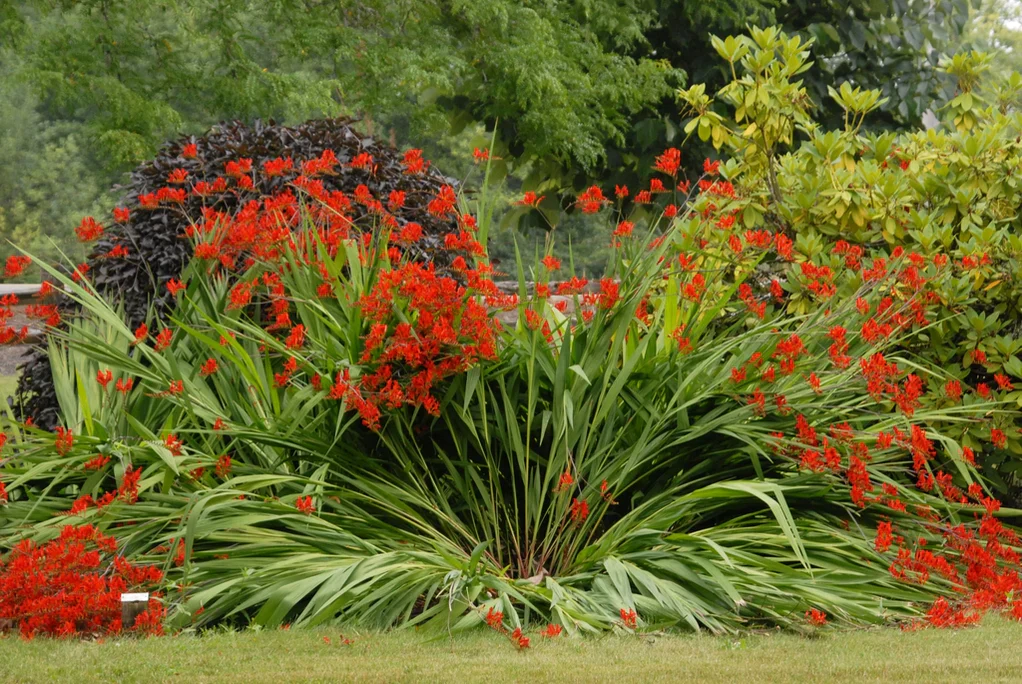 Crocosmia Lucifer 2 Litre - Image 5