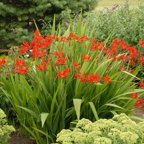 Crocosmia Lucifer 2 Litre - Image 6