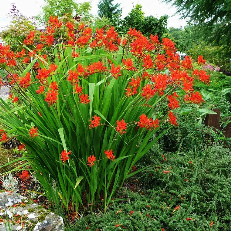 Crocosmia Lucifer 2 Litre - Image 7