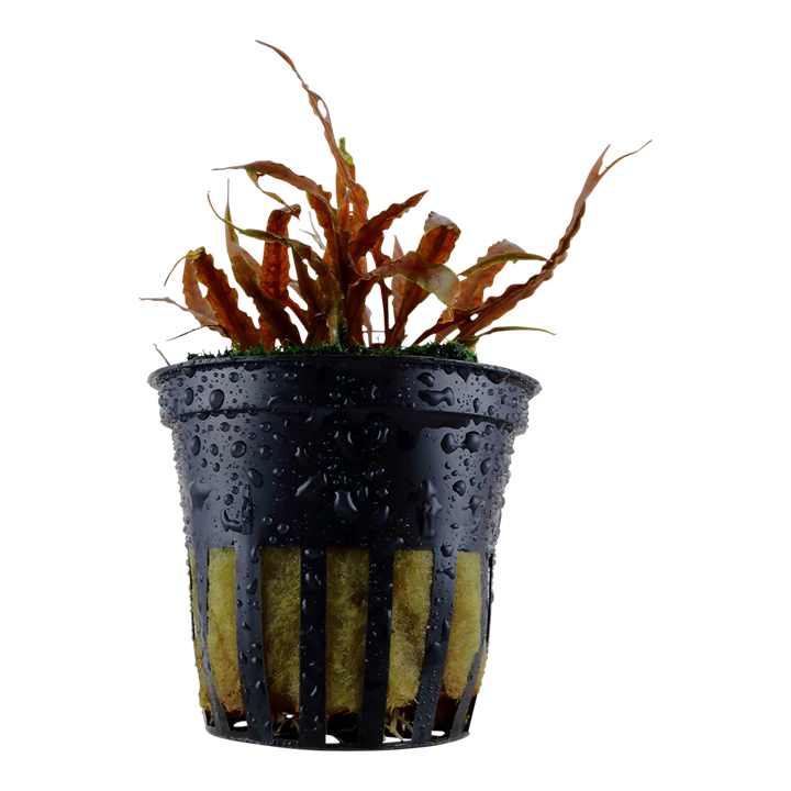 Cryptocoryne Albida 'Brown' Potted 126B