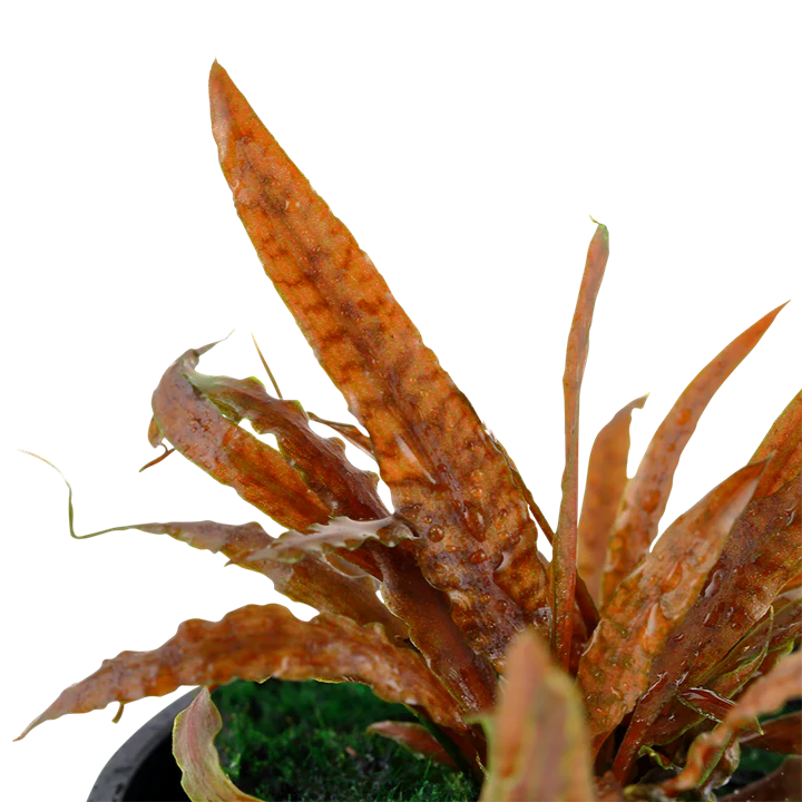 Cryptocoryne Albida 'Brown' Potted 126B - Image 2