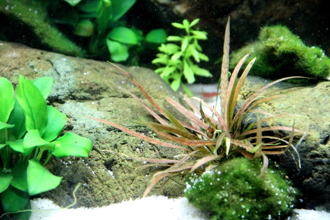Cryptocoryne Albida 'Brown' Potted 126B - Image 3