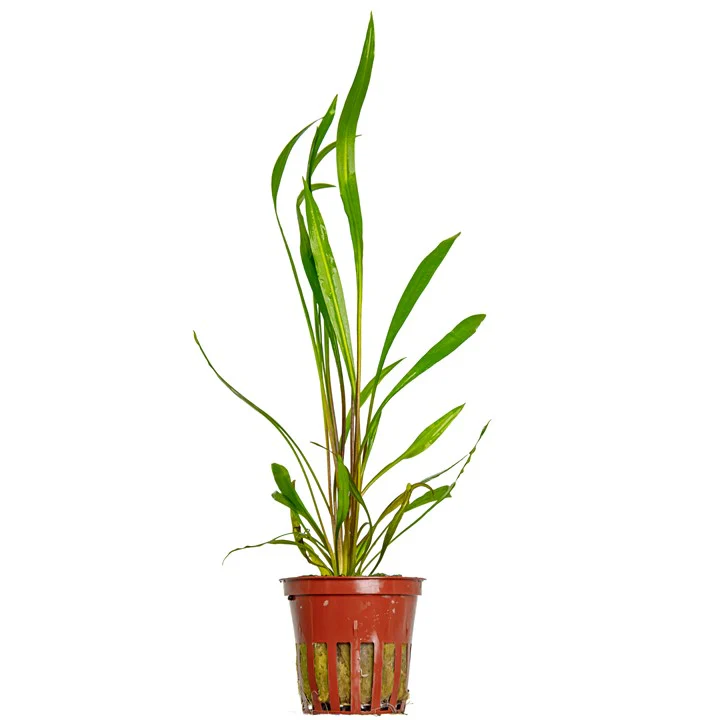 Cryptocoryne Spiralis 'Red' Potted