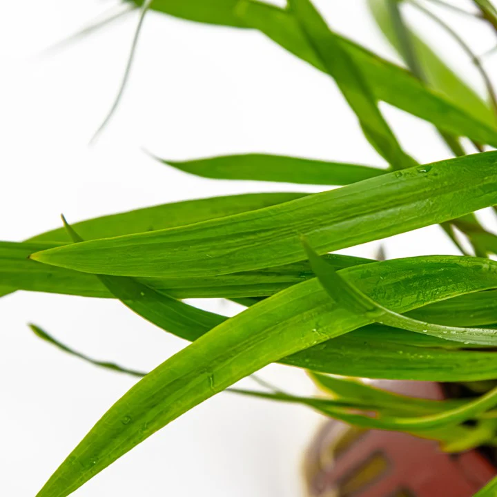 Cryptocoryne Spiralis 'Red' Potted - Image 2
