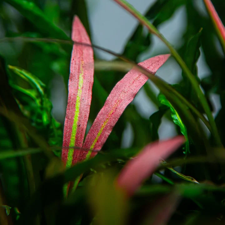 Cryptocoryne Spiralis 'Red' Potted - Image 3