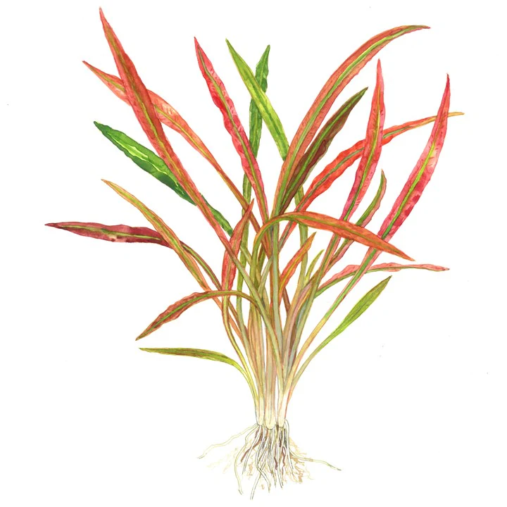 Cryptocoryne Spiralis 'Red' Potted - Image 4