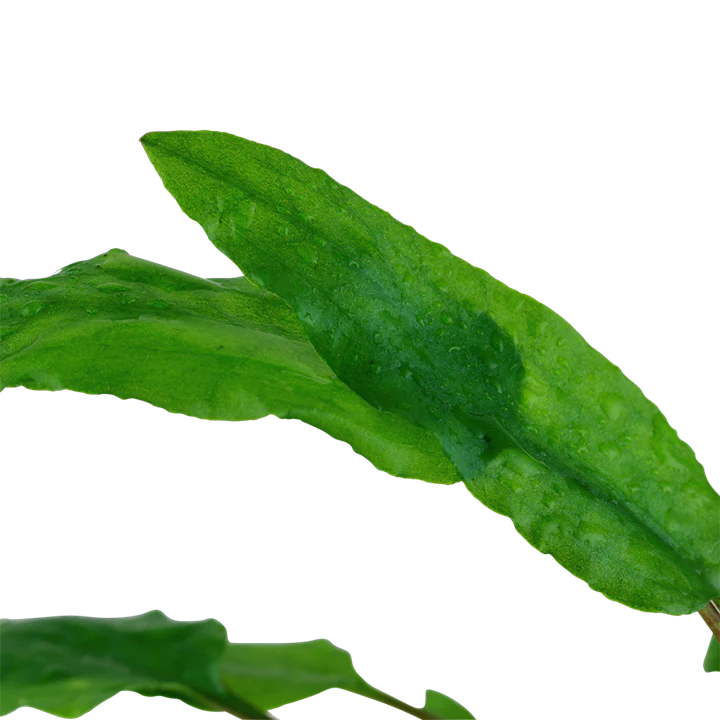 Cryptocoryne Wendtii Green 109 - Image 3