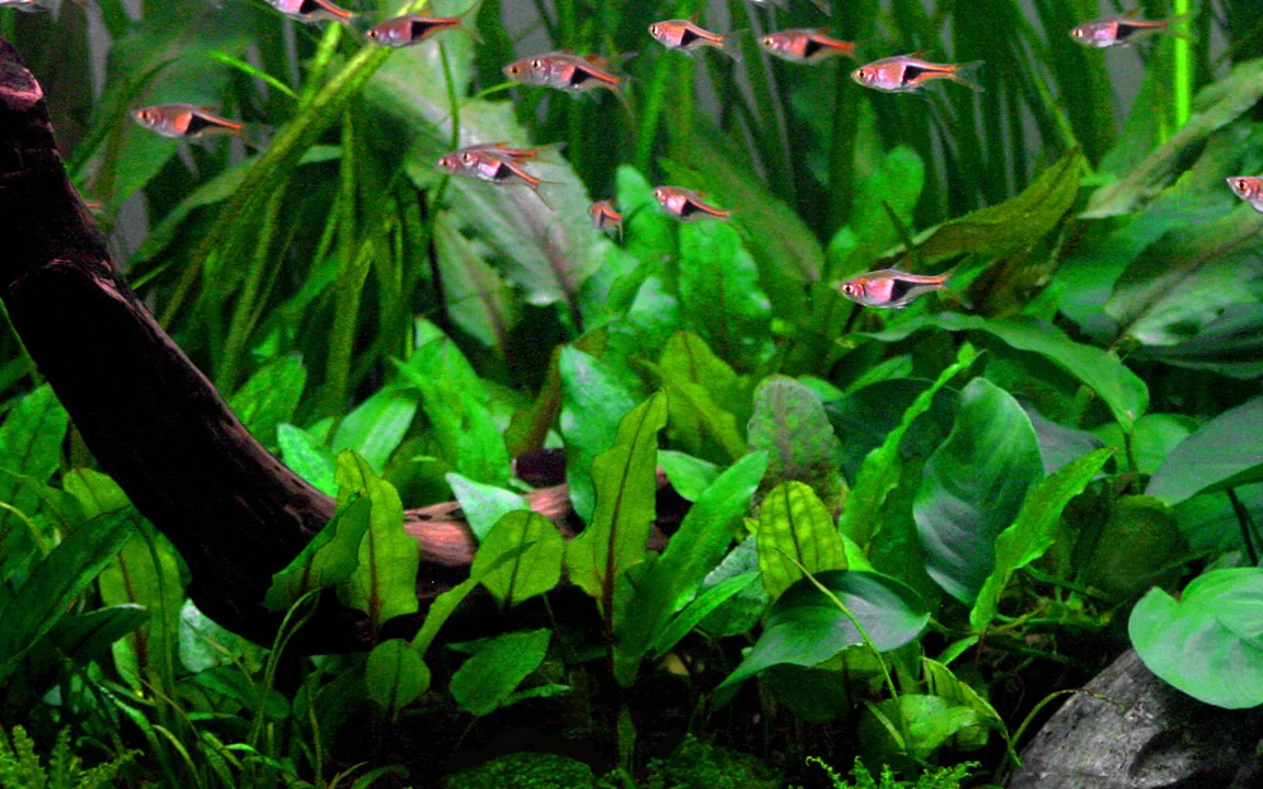 Cryptocoryne Wendtii Green 109 - Image 4
