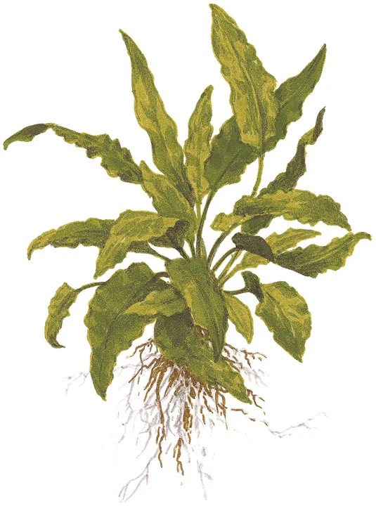 Cryptocoryne Wendtii Green 109 - Image 5