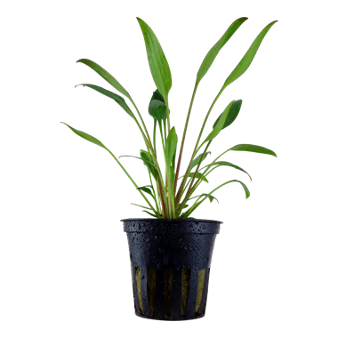 Cryptocoryne x Willisii Potted 107