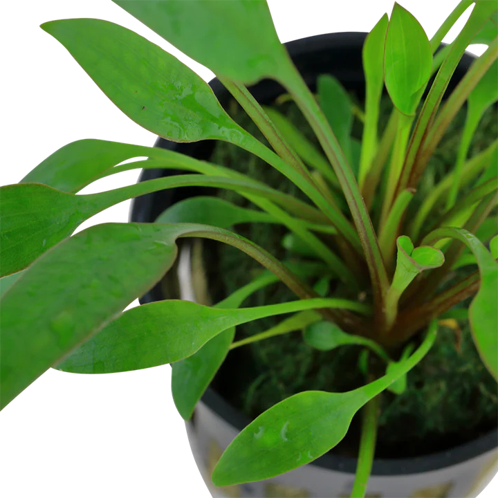 Cryptocoryne x Willisii Potted 107 - Image 2