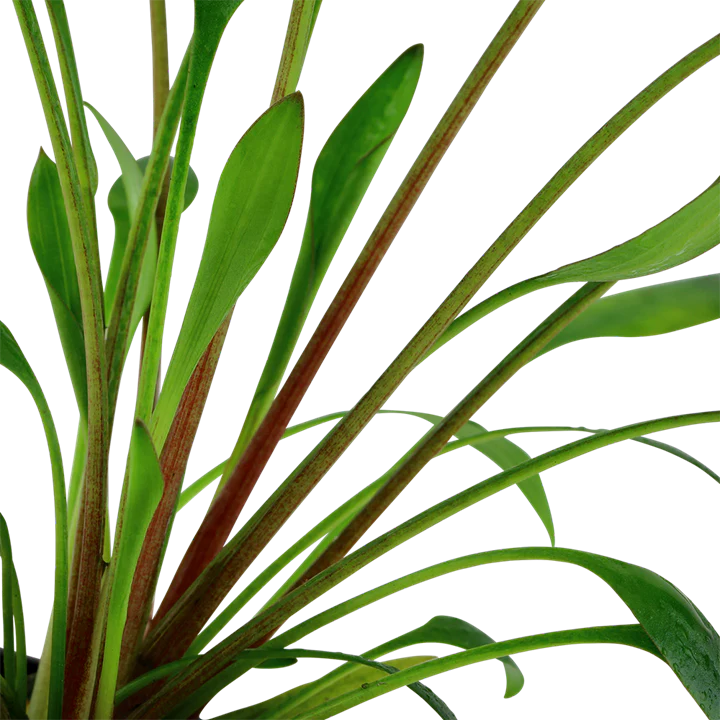 Cryptocoryne x Willisii Potted 107 - Image 3