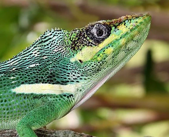 Cuban Knight Anoles PAIR - Image 2