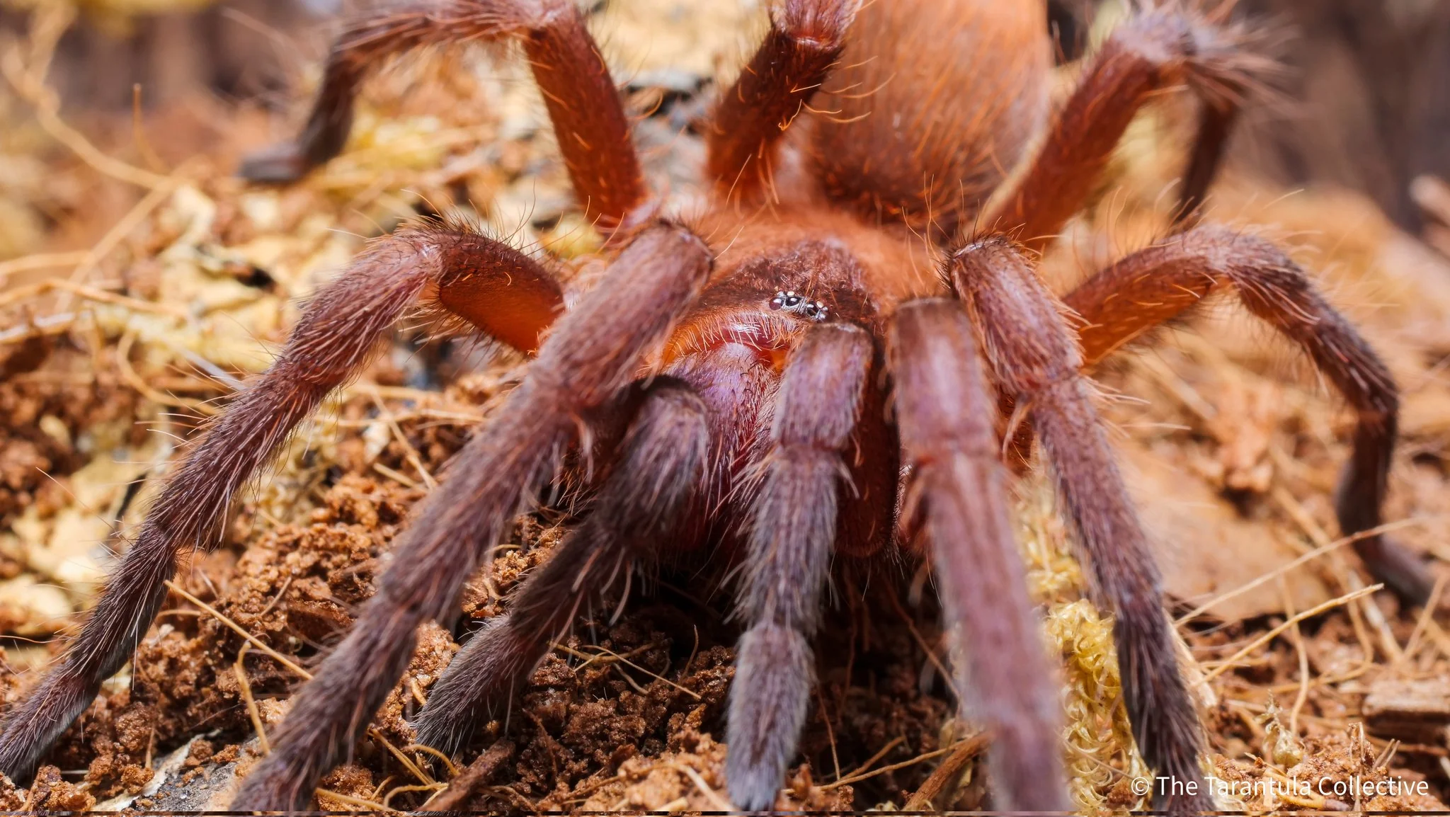 Cuban Violet Tarantula | Citharacanthus Cyaneus (Juvenile) - Image 3