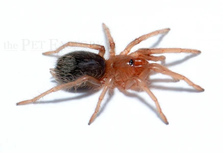 Cuban Violet Tarantula | Citharacanthus Cyaneus (Juvenile) - Image 4