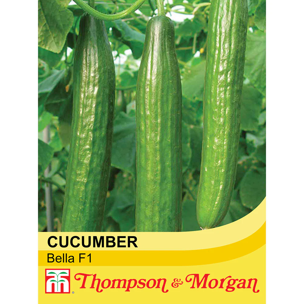 Cucumber 'Bella' F1 Hybrid - Image 3