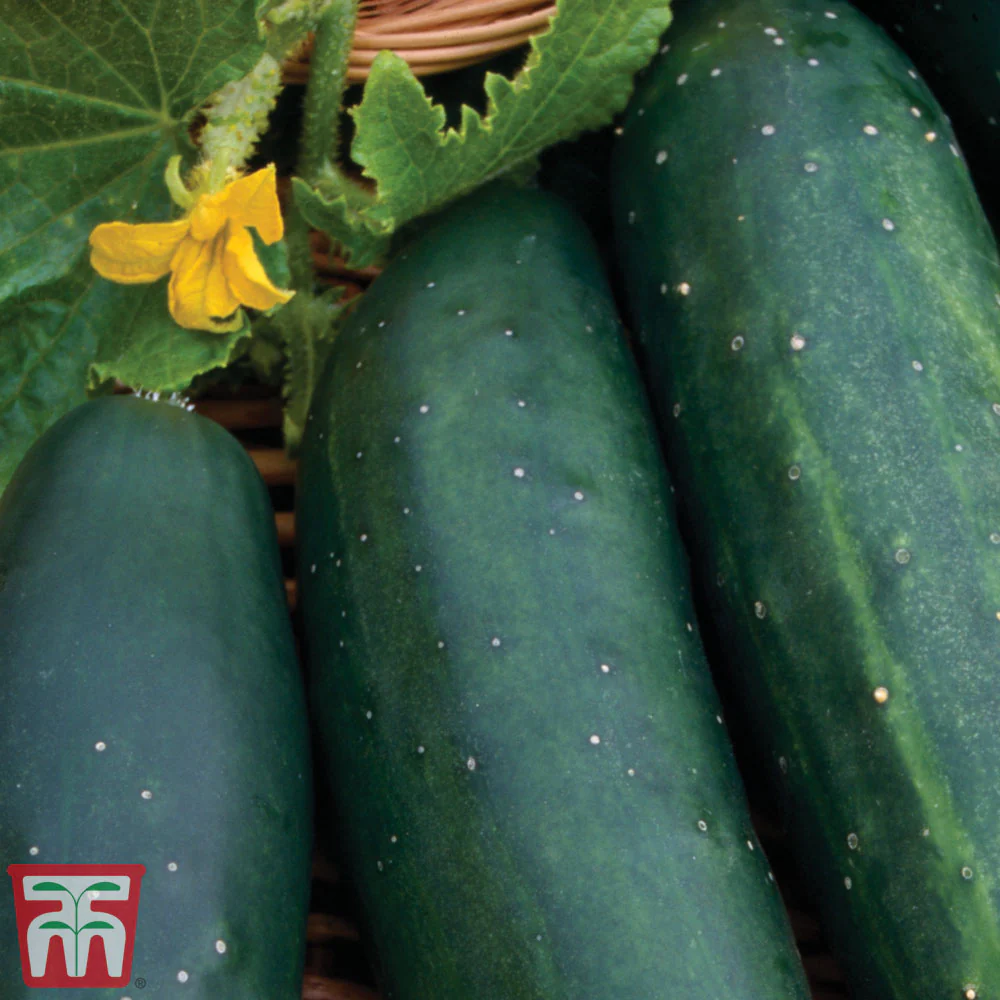 Cucumber 'Marketmore' - Image 2