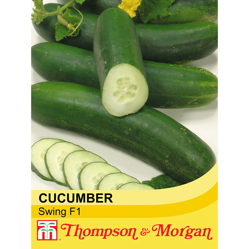 Cucumber 'Swing' F1 Hybrid