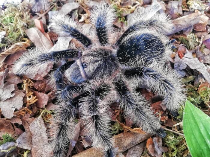 Curly Hair Tarantula (Tliltocatl ex. Brachypelma albopilosus) Small