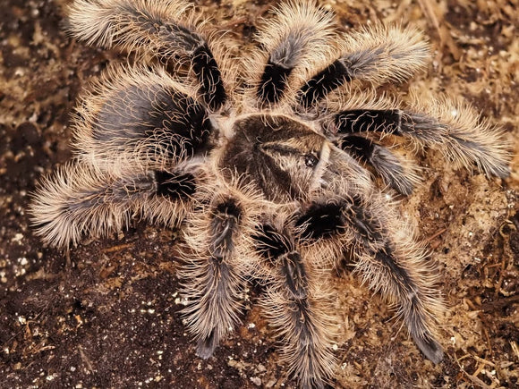 Curly Hair Tarantula (Tliltocatl ex. Brachypelma albopilosus) Small - Image 2