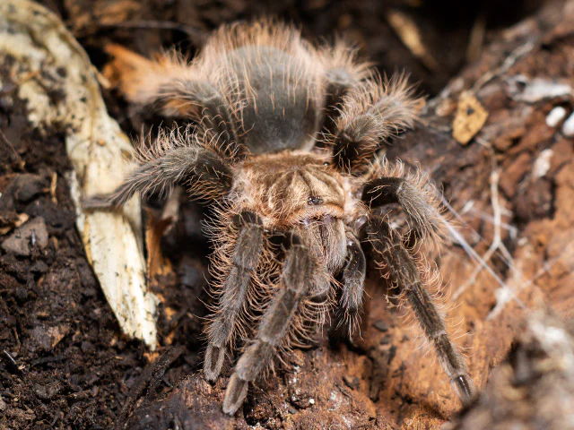 Curly Hair Tarantula (Tliltocatl ex. Brachypelma albopilosus) Small - Image 3