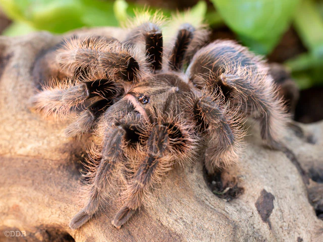 Curly Hair Tarantula (Tliltocatl ex. Brachypelma albopilosus) Small - Image 4